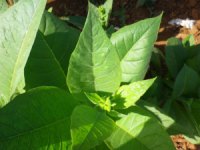 Tobacco Farm09.jpg